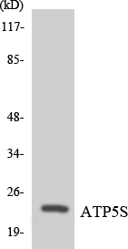 Western blot of the lysates from K562 cells using ATP5S antibody.
