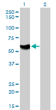Western Blot analysis of ATP6AP1 expression in transfected 293T cell line by ATP6AP1 monoclonal antibody (M01), clone 3A2.Lane 1: ATP6AP1 transfected lysate(52 KDa).Lane 2: Non-transfected lysate.
