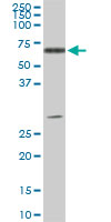 ATP6AP1 monoclonal antibody (M01), clone 3A2. Western Blot analysis of ATP6AP1 expression in PC-12.