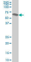 ATP6AP1 monoclonal antibody (M01), clone 3A2 Western Blot analysis of ATP6AP1 expression in HeLa.