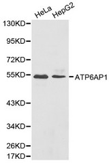 Western blot of ATP6AP1 pAb in extracts from Hela and HepG2 cells.