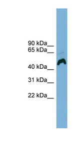 ATP6AP1 antibody LS-C116287 Western blot of OVCAR-3 cell lysate.