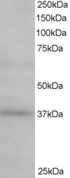 Antibody staining (0.5 ug/ml) of Human Kidney lysate (RIPA buffer, 35 ug total protein per lane). Primary incubated for 1 hour. Detected by Western blot of chemiluminescence.