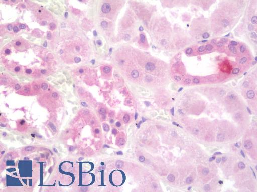 Anti-ATP6AP2 / Renin Receptor antibody IHC staining of human kidney. Immunohistochemistry of formalin-fixed, paraffin-embedded tissue after heat-induced antigen retrieval. Antibody LS-B9982 dilution 1:100.