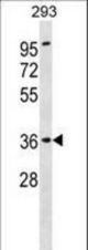 ATP6AP2 Antibody western blot of 293 cell line lysates (35 ug/lane). The ATP6AP2 antibody detected the ATP6AP2 protein (arrow).
