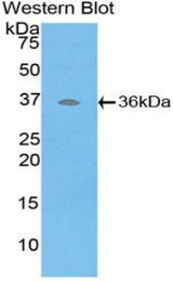 Western blot of recombinant ATP6AP2 / Renin Receptor.