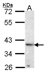 Sample (30 ug of whole cell lysate). A: Hela. 10% SDS PAGE. ATP6AP2 antibody diluted at 1:1000.