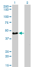 Western blot of ATP6V0D1 expression in transfected 293T cell line by ATP6V0D1 monoclonal antibody (M01), clone 2G12.