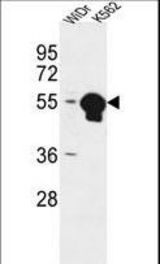 ATP6V1B1 Antibody western blot of WiDr,K562 cell line lysates (35 ug/lane). The ATP6V1B1 antibody detected the ATP6V1B1 protein (arrow).