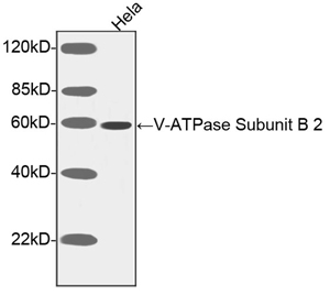 Western blot of cell lysates using V-ATPase Subunit B 2 Antibody, pAb, Rabbit (LS-C51666, 1 ug/ml) The signal was developed with Goat Anti-Rabbit IgG (H&L) [HRP] Polyclonal Antibody and LumiSensor HRP Substrate Kit Predicted Size: 56 kD Observed Size: 58 kD