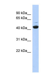 ATP6V1C1 antibody LS-C102804 Western blot of HepG2 cell lysate.