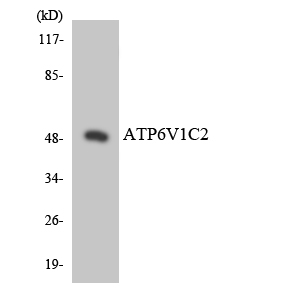Western blot of the lysates from HT-29 cells using ATP6V1C2 antibody.