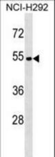 ATP6V1C2 Antibody western blot of NCI-H292 cell line lysates (35 ug/lane). The ATP6V1C2 antibody detected the ATP6V1C2 protein (arrow).