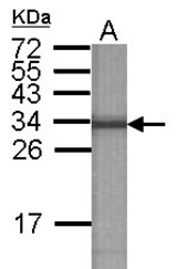 Western blot experiment using ATP6V1E2 Antibody at 1:90000 dilution to detect 100ng of 34kDa recombinant ATP6V1E2 protein antigen.