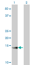 Western Blot analysis of ATP6V1G2 expression in transfected 293T cell line by ATP6V1G2 monoclonal antibody (M02), clone 2E11.Lane 1: ATP6V1G2 transfected lysate(13.6 KDa).Lane 2: Non-transfected lysate.