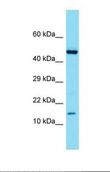 Western blot of Mouse Spleen. Atp6v1g3 antibody dilution 1.0 ug/ml.