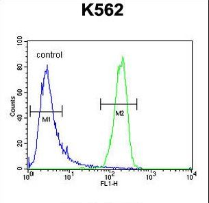 ATP8A2 Antibody flow cytometry of K562 cells (right histogram) compared to a negative control cell (left histogram). FITC-conjugated goat-anti-rabbit secondary antibodies were used for the analysis.