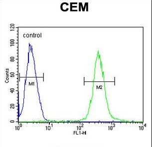 AT8B2 Antibody flow cytometry of CEM cells (right histogram) compared to a negative control cell (left histogram). FITC-conjugated goat-anti-rabbit secondary antibodies were used for the analysis.