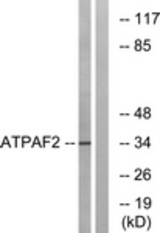 Western blot of extracts from Jurkat cells, using ATPAF2 Antibody. The lane on the right is treated with the synthesized peptide.