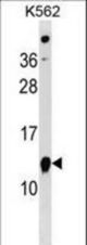 ATPIF1 Antibody western blot of K562 cell line lysates (35 ug/lane). The ATPIF1 antibody detected the ATPIF1 protein (arrow).