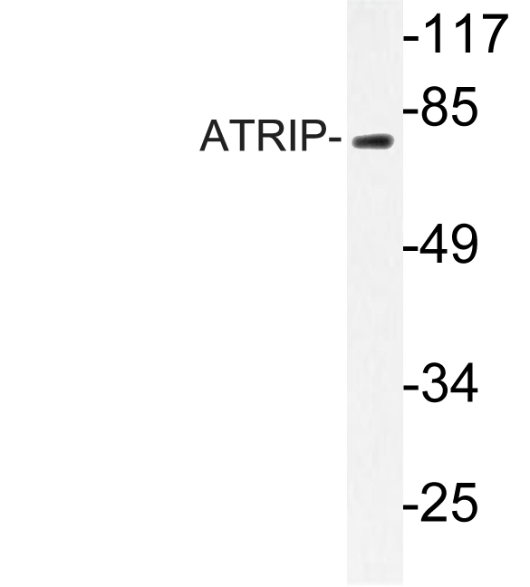 Western blot of ATRIP (D64) pAb in extracts from NIH/3T3 cells treated with PMA 125ng/ml 30'.