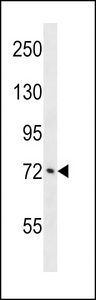 ATXN1L Antibody western blot of A549 cell line lysates (35 ug/lane). The ATXN1L antibody detected the ATXN1L protein (arrow).