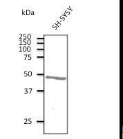 Anti-ATXN3 antibody at 1:500 dilution. Lysates at 100 ug per lane. Rabbit polyclonal to goat IgG (HRP) at 1:10000 dilution.