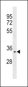 Aurora-C Antibody western blot of HepG2 cell line lysates (35 ug/lane). The Aurora-C antibody detected the Aurora-C protein (arrow).