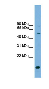 ATG4C antibody LS-C117073 Western blot of 721_B cell lysate.