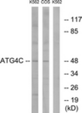 Western blot of extracts from K562/COS7 cells, using ATG4C Antibody. The lane on the right is treated with the synthesized peptide.