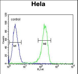 ATG4C Antibody flow cytometry of HeLa cells (right histogram) compared to a negative control cell (left histogram).FITC-conjugated goat-anti-rabbit secondary antibodies were used for the analysis.