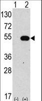 Western blot of anti-hAPG4C-Y48 antibody in 293 cell line lysates transiently transfected with the ATG4C gene (2 ug/lane). hAPG4C-Y48(arrow) was detected using the purified antibody.