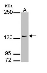 Sample (30 ug of whole cell lysate). A: 293T. 7.5% SDS PAGE. AUTS2 antibody diluted at 1:1000