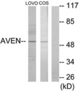 Western blot of extracts from COS7/LOVO cells, using AVEN Antibody. The lane on the right is treated with the synthesized peptide.