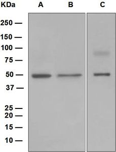 Western blot analysis on (A) Ramos, (B) Raji, and (C) HeLa cell lysates using anti-Aven antibody.