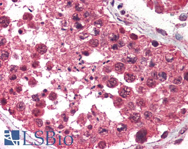 Anti-AVEN antibody IHC of human testis. Immunohistochemistry of formalin-fixed, paraffin-embedded tissue after heat-induced antigen retrieval. Antibody LS-B444 concentration 5 ug/ml.