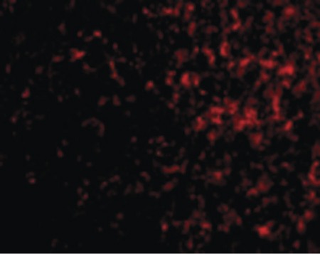 Immunofluorescence of AVEN in Human Spleen cells with AVEN antibody at 20 ug/ml.