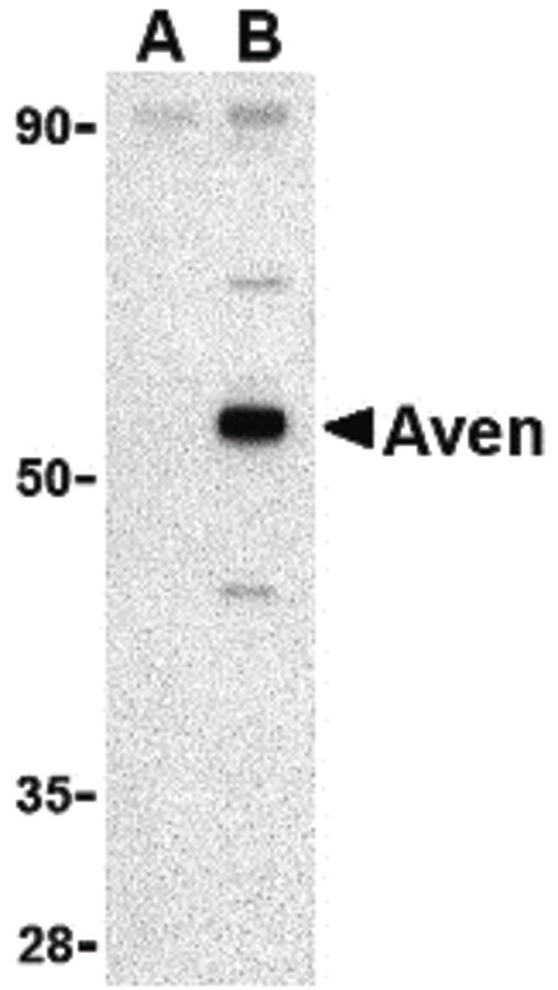 Western blot of Aven in Raji cell lysate with Aven antibody at 1 ug/ml in (A) the presence and (B) the absence of blocking peptide.