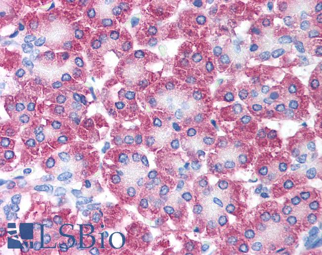 Anti-AVEN antibody IHC of human pancreas. Immunohistochemistry of formalin-fixed, paraffin-embedded tissue after heat-induced antigen retrieval. Antibody LS-B1330 concentration 5 ug/ml.