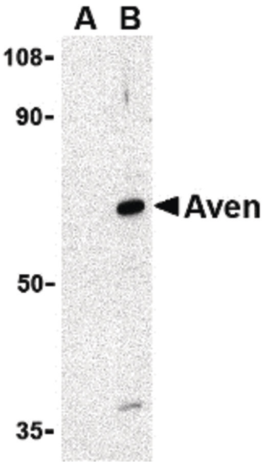 Western blot of Aven in Raji cell lysate with Aven antibody at 1 ug/ml in (A) the presence and (B) the absence of blocking peptide.