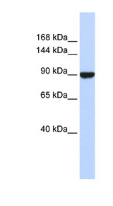 AVIL / Advillin antibody LS-C101710 Western blot of Fetal Liver lysate.