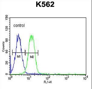 AVIL Antibody flow cytometry of K562 cells (right histogram) compared to a negative control cell (left histogram). FITC-conjugated goat-anti-rabbit secondary antibodies were used for the analysis.