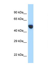 AVPR1A antibody LS-C145369 Western blot of 293T Cell lysate. Antibody concentration 1 ug/ml.