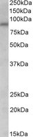 AVPR1A antibody (0.03 ug/ml) staining of NIH3T3 lysate (35 ug protein/ml in RIPA buffer). Primary incubation was 1 hour. Detected by chemiluminescence.