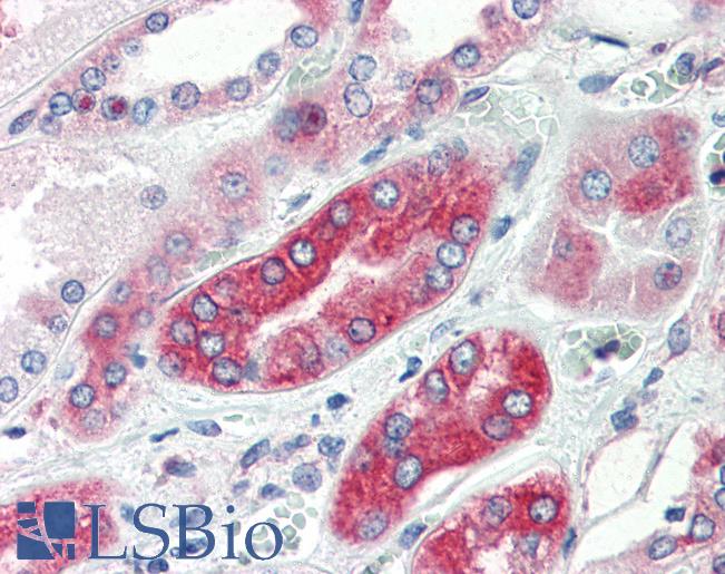 Anti-AVPR1A antibody LS-A3831 IHC of human kidney. Immunohistochemistry of formalin-fixed, paraffin-embedded tissue after heat-induced antigen retrieval.