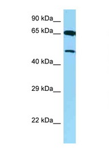AVPR1B antibody LS-C146306 Western blot of 8226 Cell lysate. Antibody concentration 1 ug/ml.