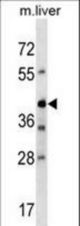 Mouse Avpr1b Antibody western blot of mouse liver tissue lysates (35 ug/lane). The Avpr1b antibody detected the Avpr1b protein (arrow).