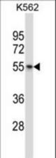 AVPR1B Antibody western blot of K562 cell line lysates (35 ug/lane). The AVPR1B antibody detected the AVPR1B protein (arrow).