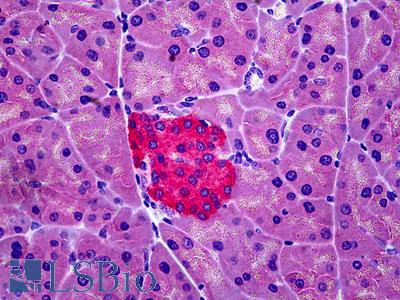 Anti-AVPR1B antibody IHC of mouse pancreas. Immunohistochemistry of formalin-fixed, paraffin-embedded tissue after heat-induced antigen retrieval. Antibody LS-B5241 concentration 3.75 ug/ml.