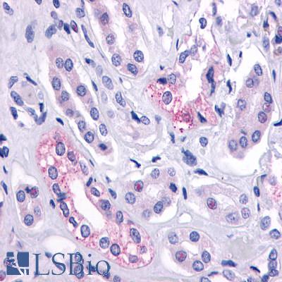 Anti-AVPR2 antibody LS-A273 IHC of human kidney, renal tubules. Immunohistochemistry of formalin-fixed, paraffin-embedded tissue after heat-induced antigen retrieval.